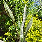 Sansevieria Laurentiis  - Miniatura 3