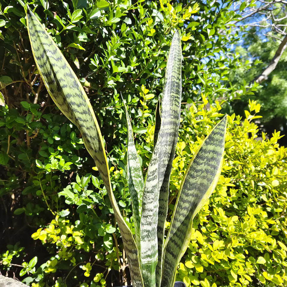 Sansevieria Laurentiis  3