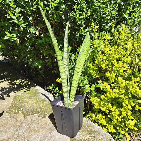 Sansevieria Zeylanica 
