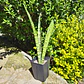 Sansevieria Zeylanica  - Miniatura 1