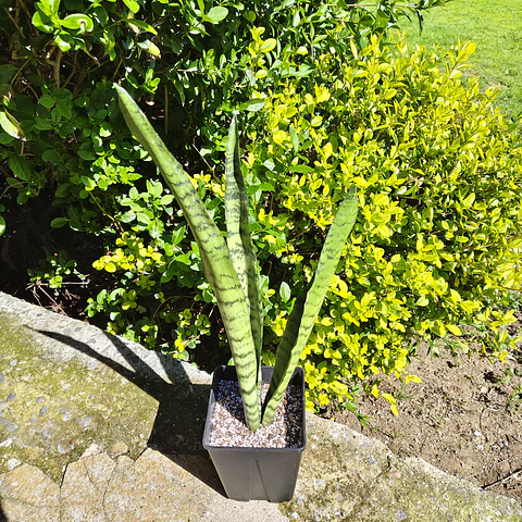 Sansevieria Zeylanica 