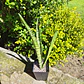 Sansevieria Zeylanica  - Miniatura 2