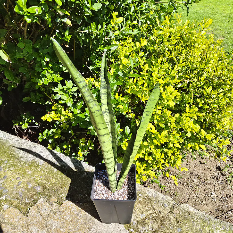 Sansevieria Zeylanica  2