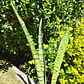 Sansevieria Zeylanica  - Miniatura 3