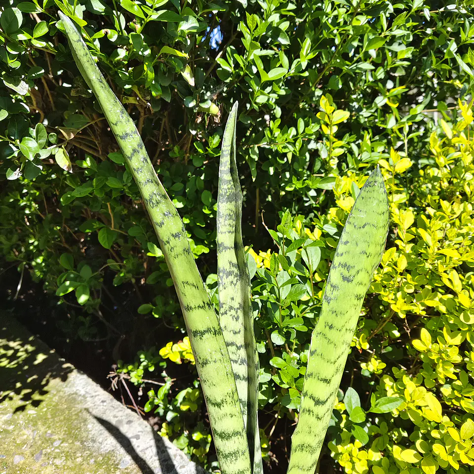 Sansevieria Zeylanica  3