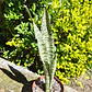 Sansevieria Zeylanica  - Miniatura 5