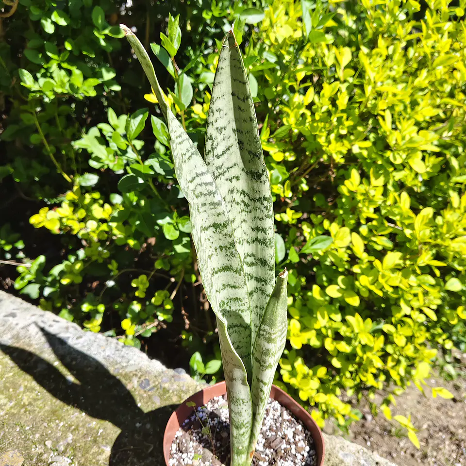 Sansevieria Zeylanica  5