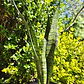 Sansevieria Zeylanica  - Miniatura 7