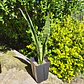 Sansevieria Zeylanica  - Miniatura 8