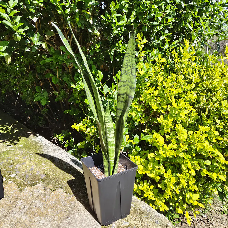 Sansevieria Zeylanica  8