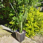 Sansevieria Zeylanica  - Miniatura 9
