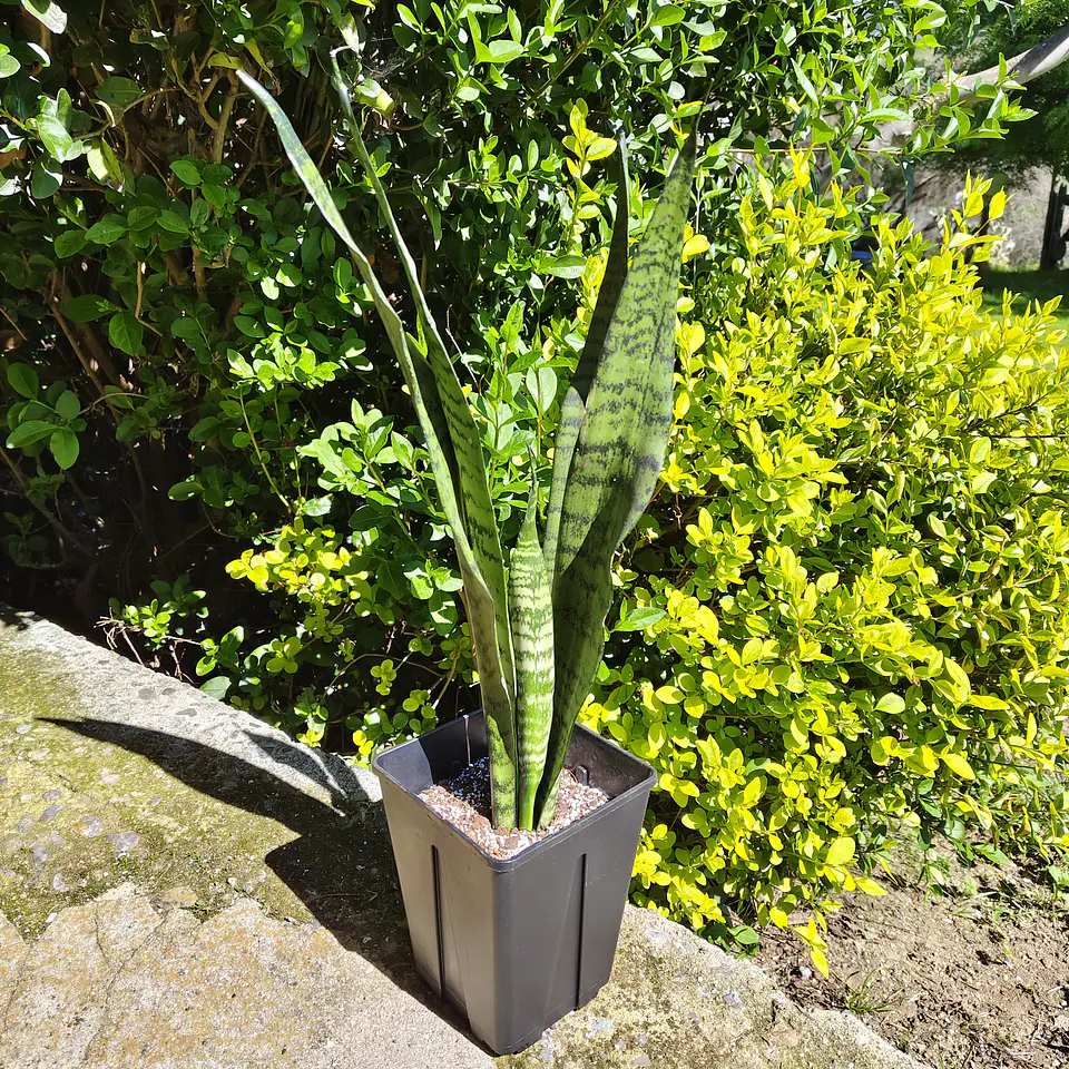 Sansevieria Zeylanica  9