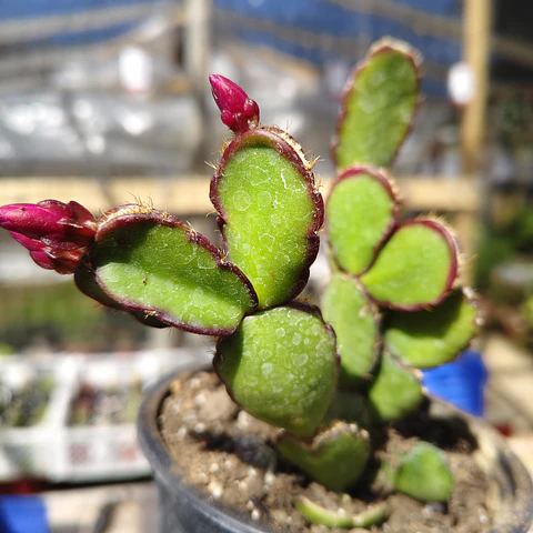 Hatiora gartneri