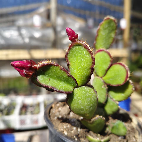 Hatiora gartneri