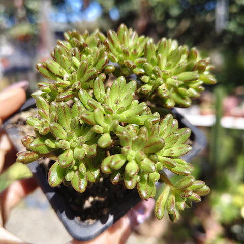 Aeonium Sedifolium
