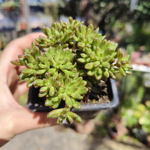 Aeonium Sedifolium