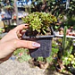 Aeonium Sedifolium - Miniatura 3