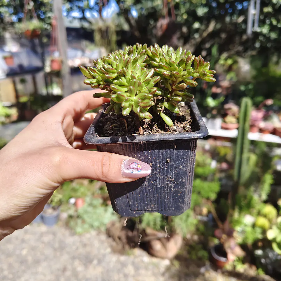 Aeonium Sedifolium 3