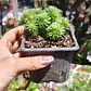 Sedum Multiceps - Miniatura 4