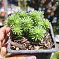 Sedum Multiceps - Miniatura 3
