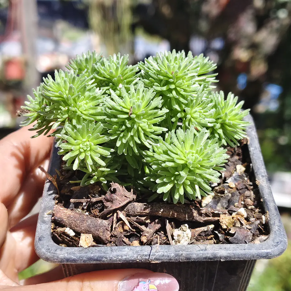 Sedum Multiceps 3