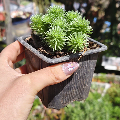 Sedum Multiceps