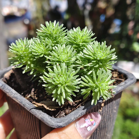 Sedum Multiceps