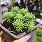 Sedum Multiceps - Miniatura 1