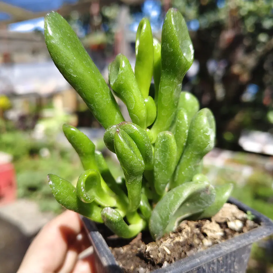 Crassula Ovata Gollum (Oreja de Shrek) 2