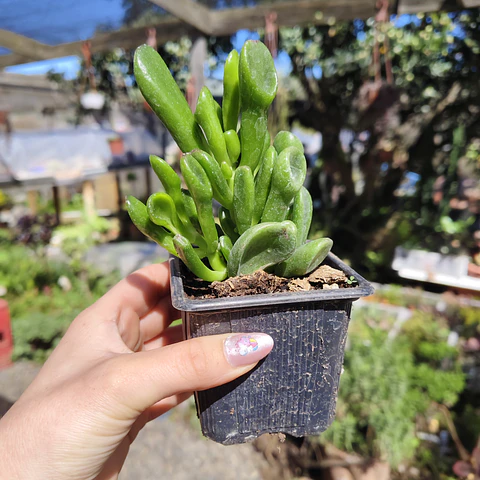 Crassula Ovata Gollum (Oreja de Shrek)