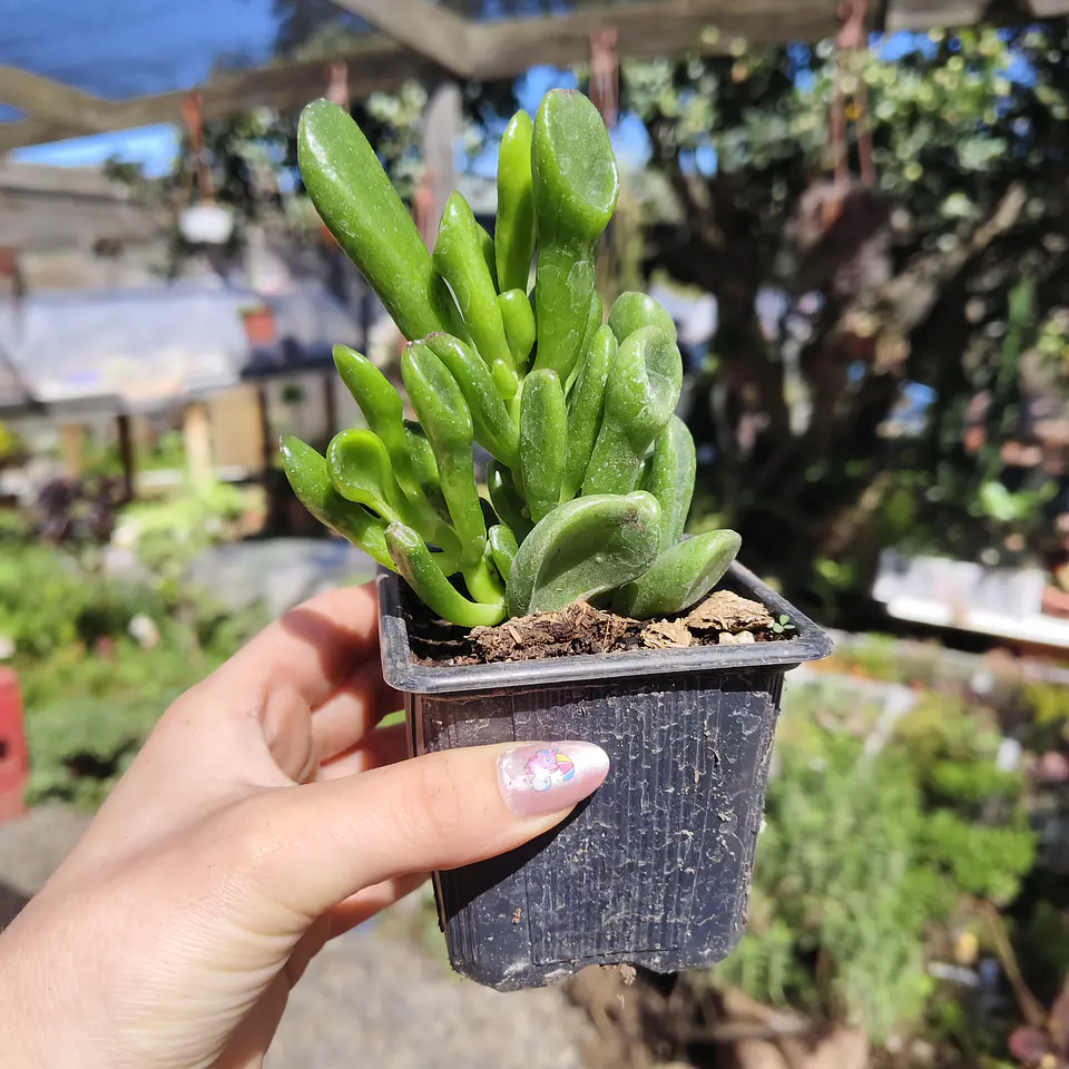Crassula Ovata Gollum (Oreja de Shrek) 1