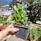Crassula Ovata Gollum (Oreja de Shrek) - Miniatura 3
