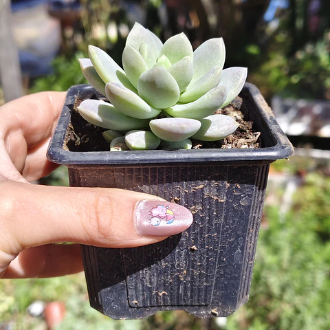 Sedeveria Lilac Mist