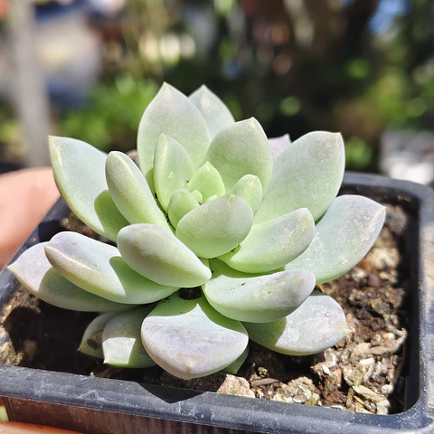 Sedeveria Lilac Mist
