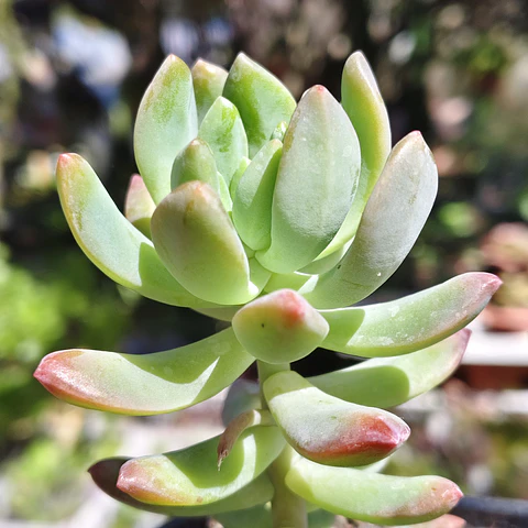 Sedum Wayra