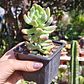 Sedum Wayra - Miniatura 4
