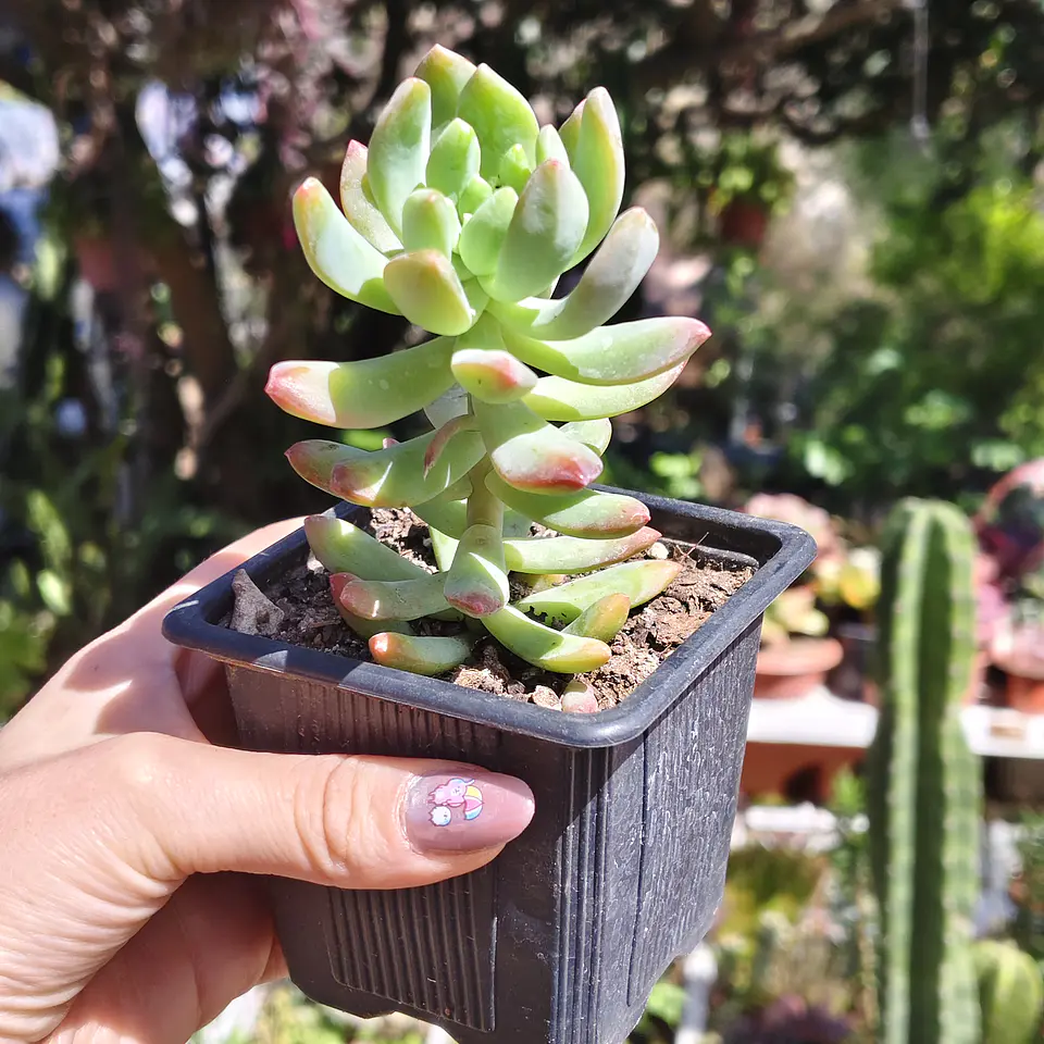Sedum Wayra 4