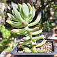 Sedum Wayra - Miniatura 3