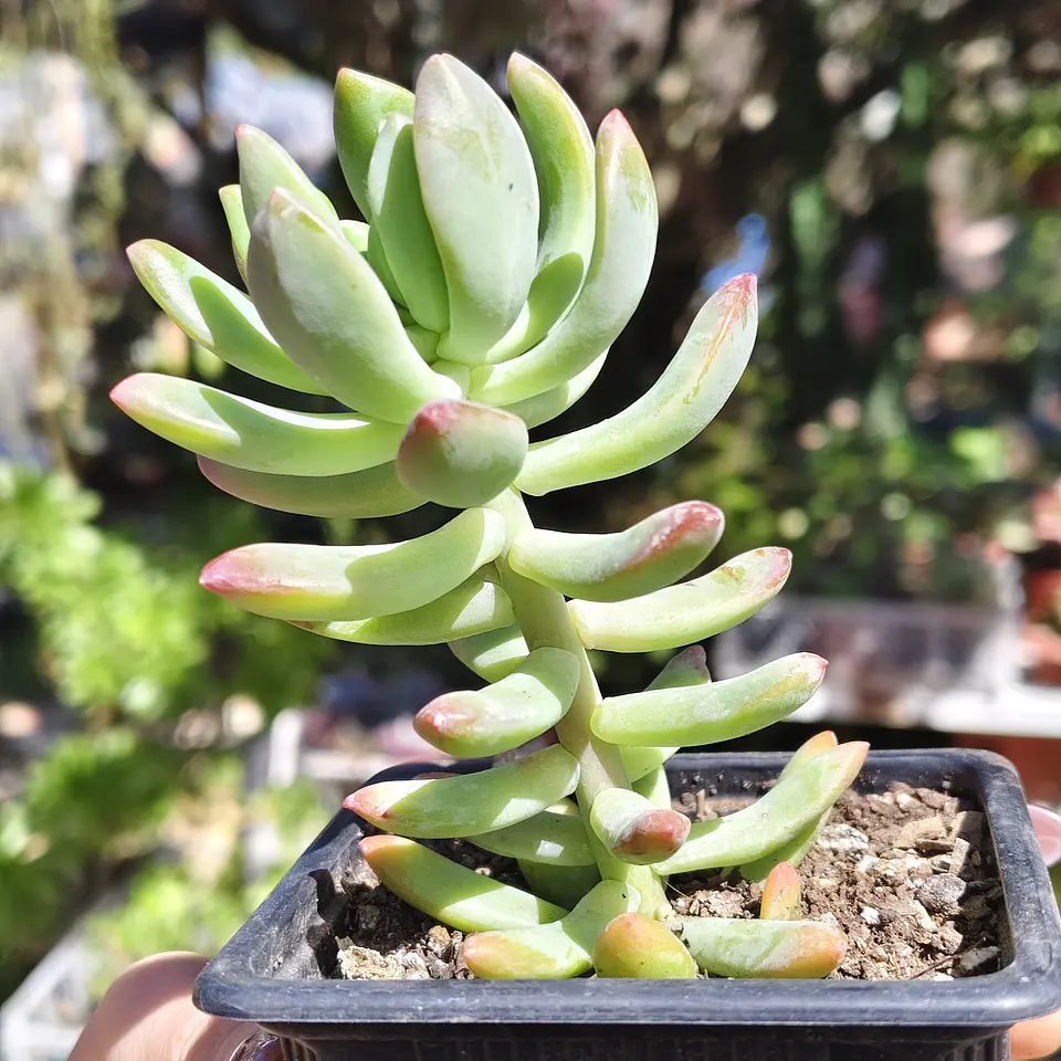 Sedum Wayra 3