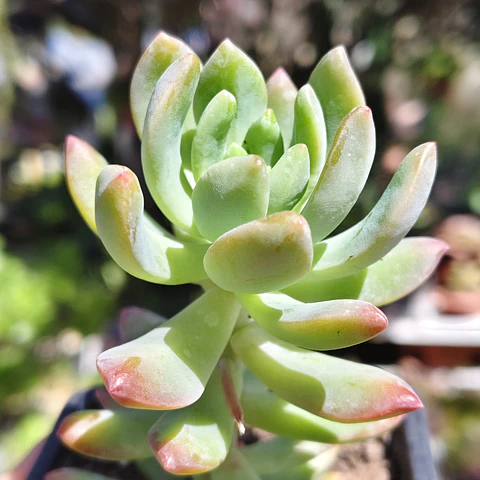 Sedum Wayra