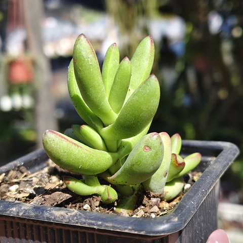 Crassula Nudicaulis Herrei 