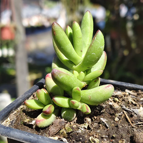 Crassula Nudicaulis Herrei 