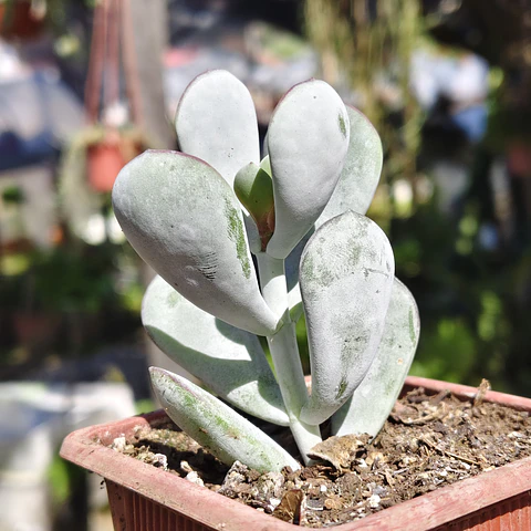 Cotyledon Oophyla