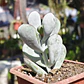 Cotyledon Oophyla - Miniatura 1