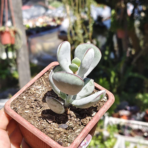 Cotyledon Oophyla