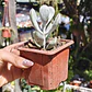 Cotyledon Oophyla - Miniatura 4