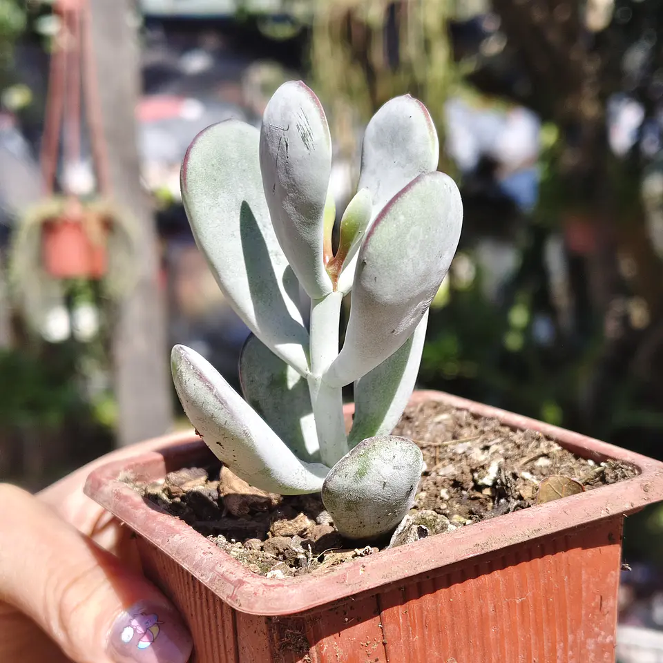 Cotyledon Oophyla 3