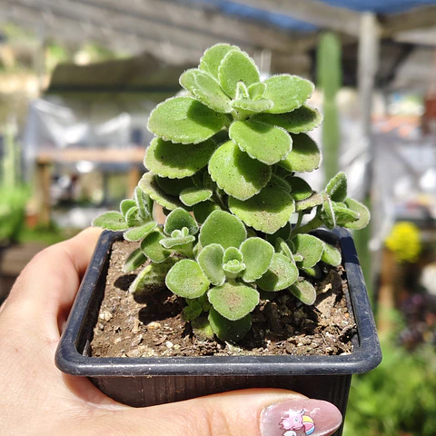Plectranthus tomentosa