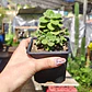 Plectranthus tomentosa - Miniatura 3