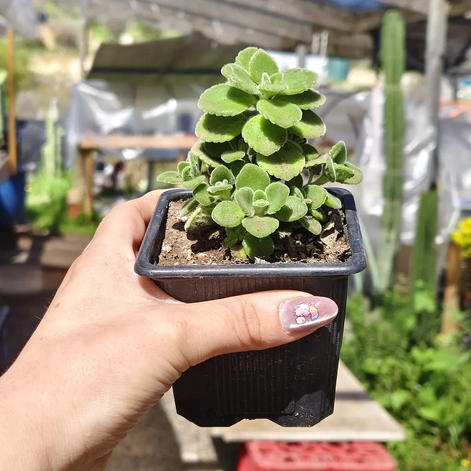 Plectranthus tomentosa 3